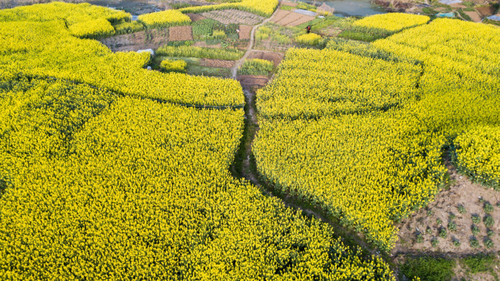 DJI_0063-1024x576 Rapeseed season 2021