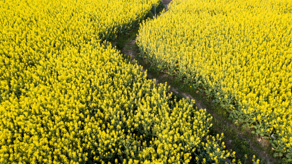 DJI_0063-1024x576 Rapeseed season 2021