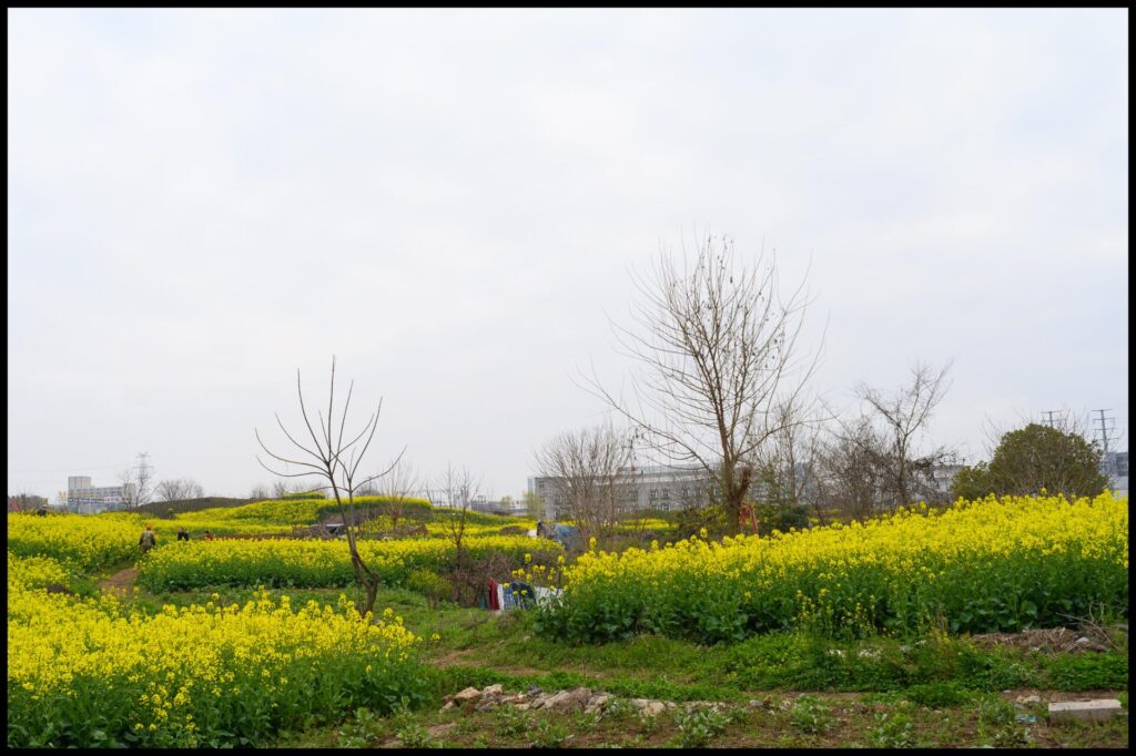 DJI_0063-1024x576 Rapeseed season 2021