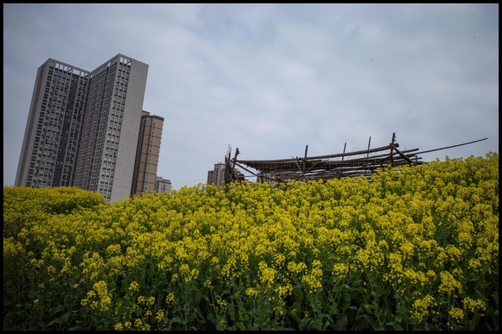 DJI_0063-1024x576 Rapeseed season 2021