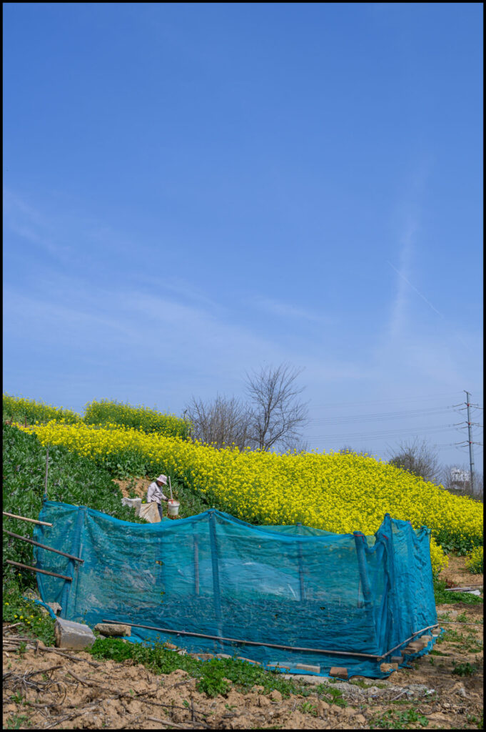 DJI_0063-1024x576 Rapeseed season 2021