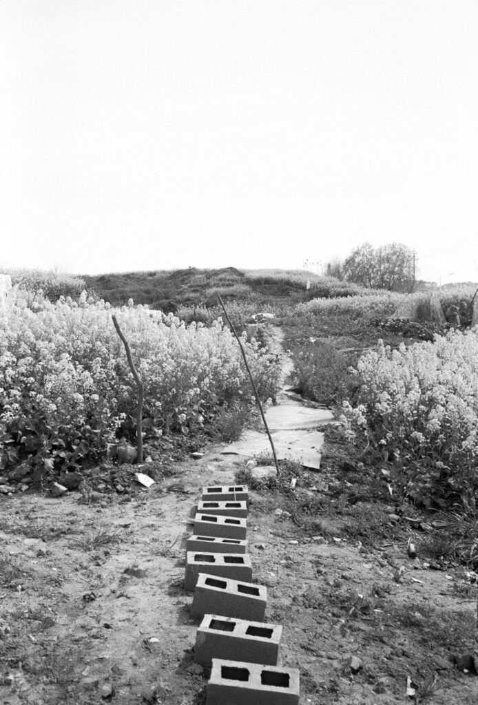 DJI_0063-1024x576 Rapeseed season 2021